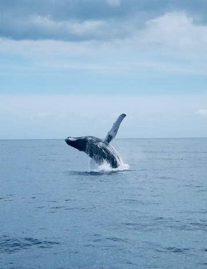 Naturopathic Maui HI Breathwork With Ocean & Biotune